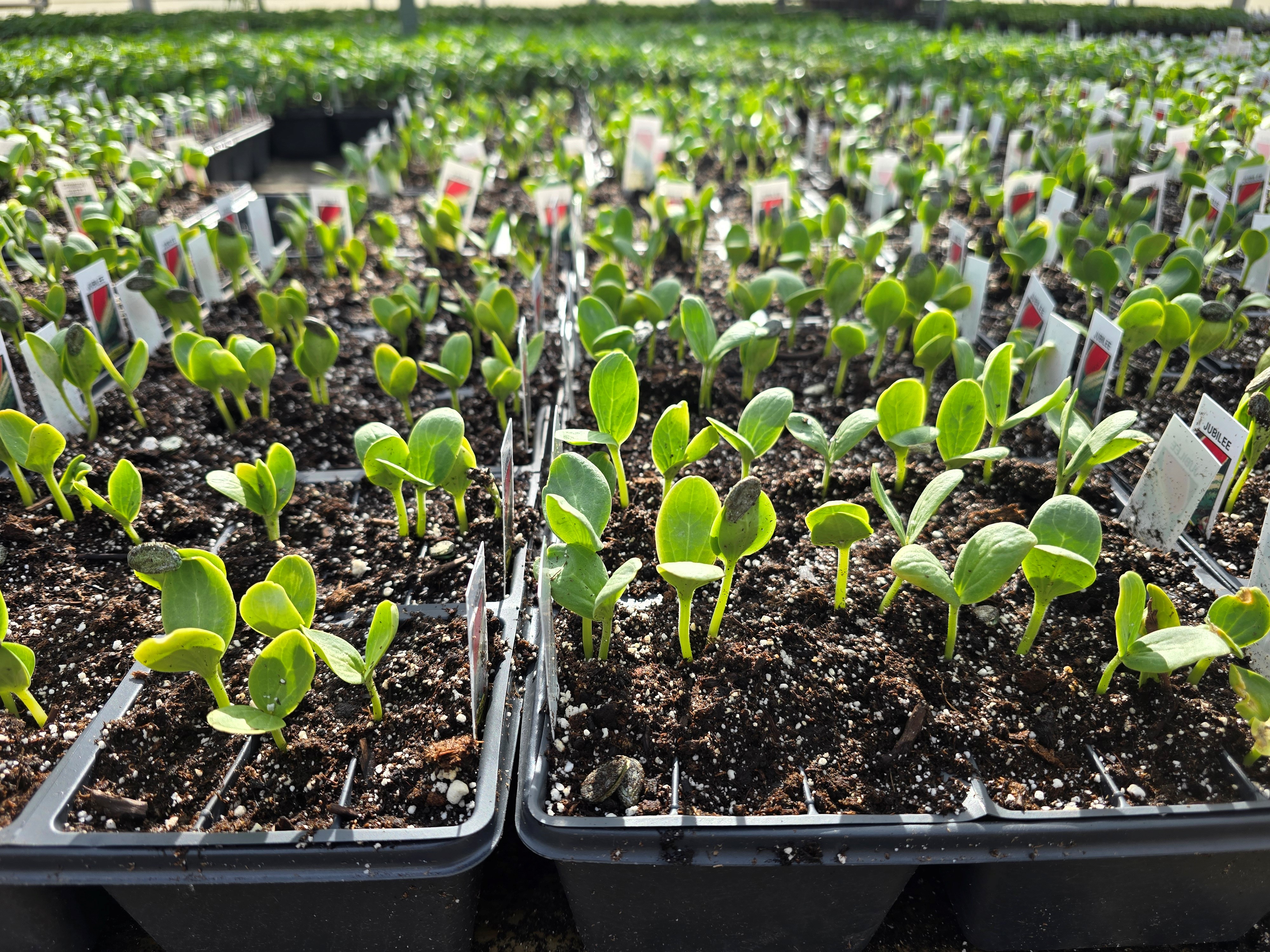 Closeup of trays of watermelon transplants.